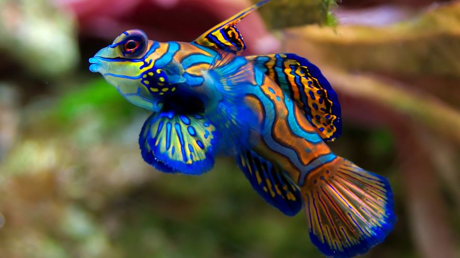Colorful Fish Animal Wallpaper 452