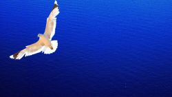 Flying White Dove Wallpaper 805