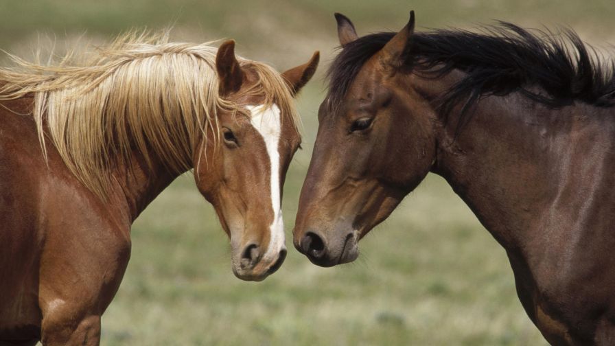 Love Horses Animal Wallpaper 703