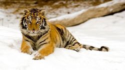 Snow Tiger Animal Wallpaper 997