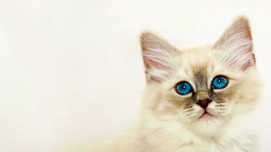 White Kitten Animal Wallpaper 644