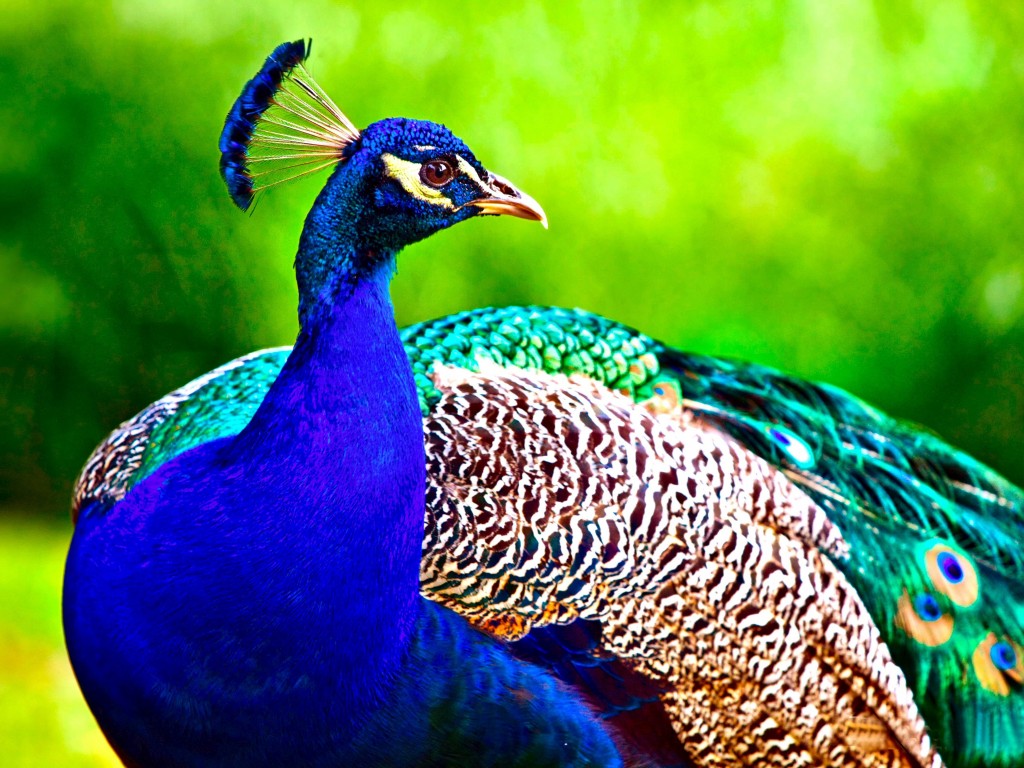 Colorful Peacock Animal Wallpaper 626 1024x768 - Wallpaper - HD Wallpaper