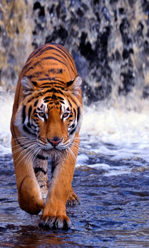 Tiger Waterfall Animal Wallpaper 611 480x800 - Wallpaper  