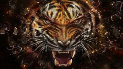 Angry Tiger Animal Wallpaper 874