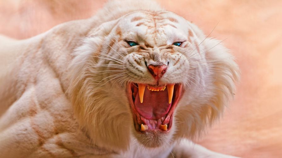 Angry White Tiger Wallpaper 754