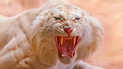 Angry White Tiger Wallpaper 754