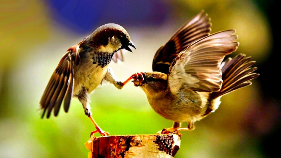 Bird Fight Animal Wallpaper 688