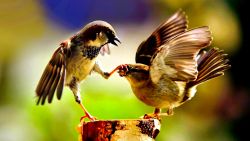 Bird Fight Animal Wallpaper 688