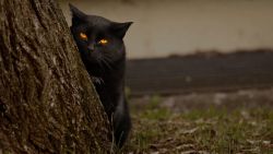 Black Cat Animal Wallpaper 668