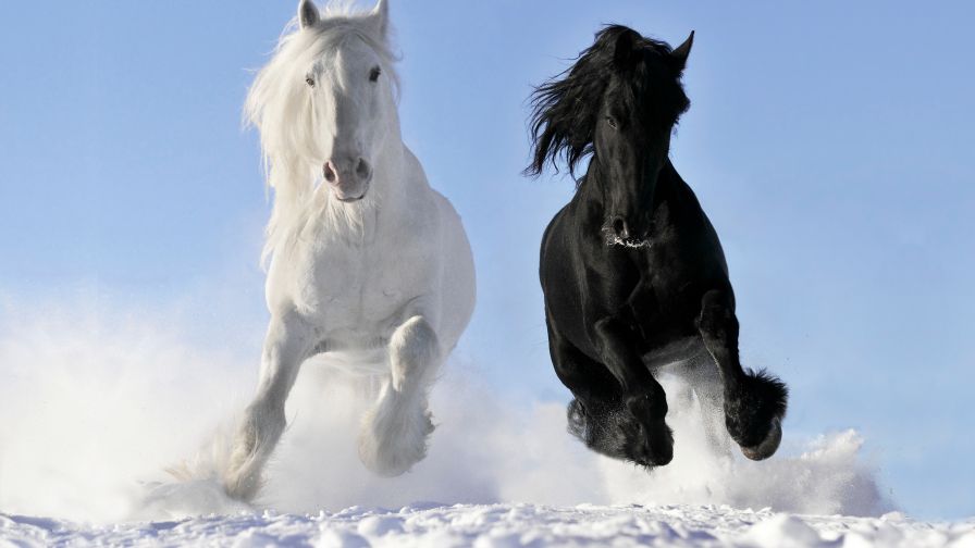 Black White Horse Wallpaper 883