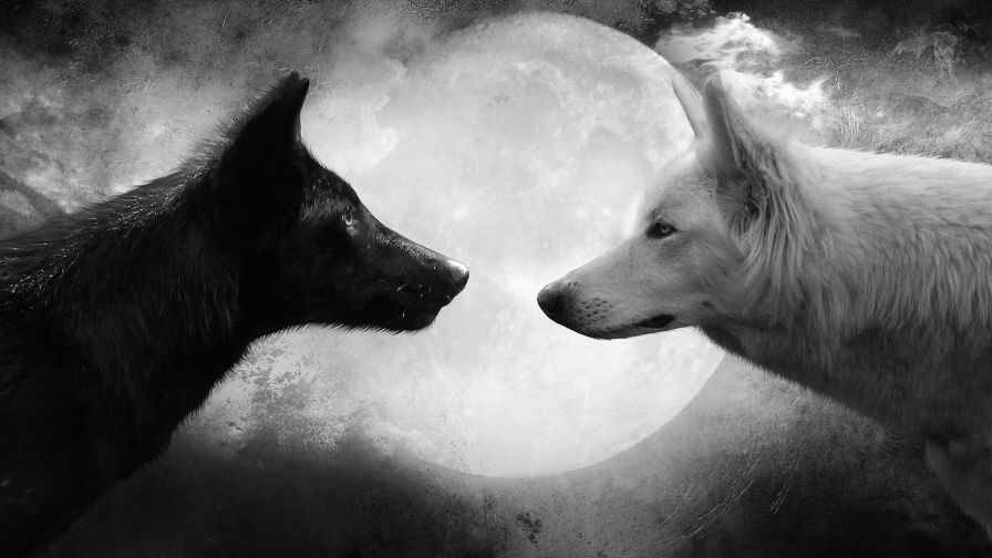 Black White Wolves Wallpaper 203