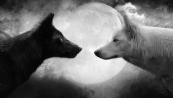 Black White Wolves Wallpaper 203