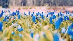 Blue Flower Nature Wallpaper 684