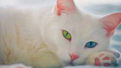Blue Green Cat Eyes Wallpaper 466