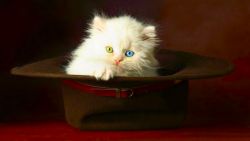 Cat in a Hat Wallpaper 909