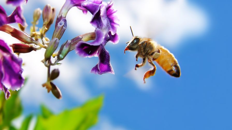 Buzzing Bee Animal Wallpaper 288