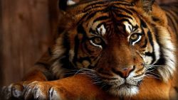 Calm Tiger Animal Wallpaper 851