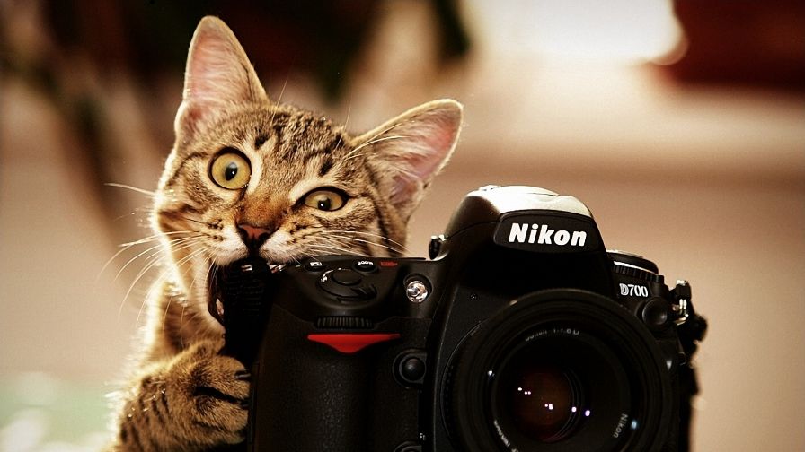 Cat and Camera Wallpaper 206