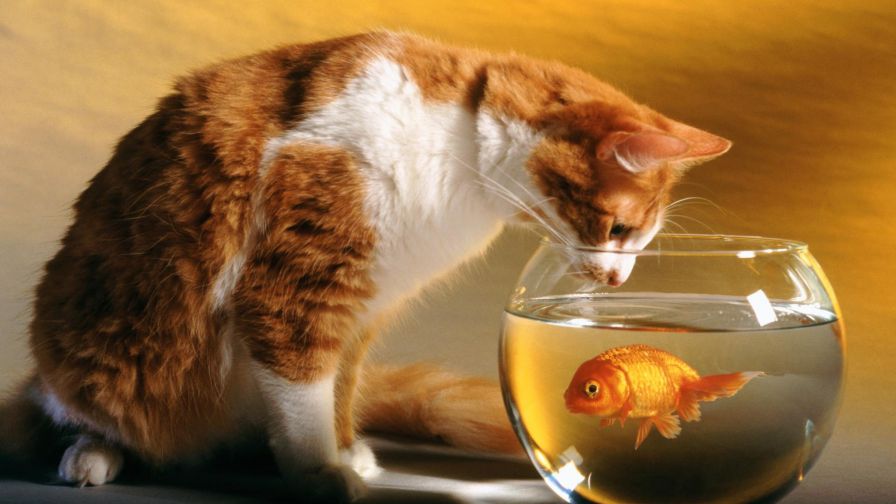 Cat and Fish Wallpaper 769