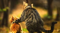 Cat Friends Animal Wallpaper 975