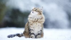 Cat in Snow Animal Wallpaper 183