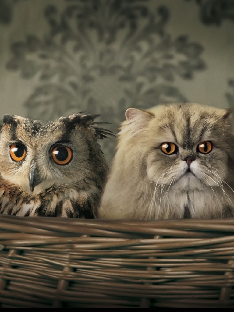Owl and Cats Wallpaper