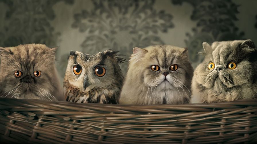 Cat Owl Animal Wallpaper 381