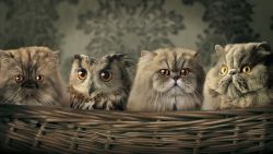 Cat Owl Animal Wallpaper 381