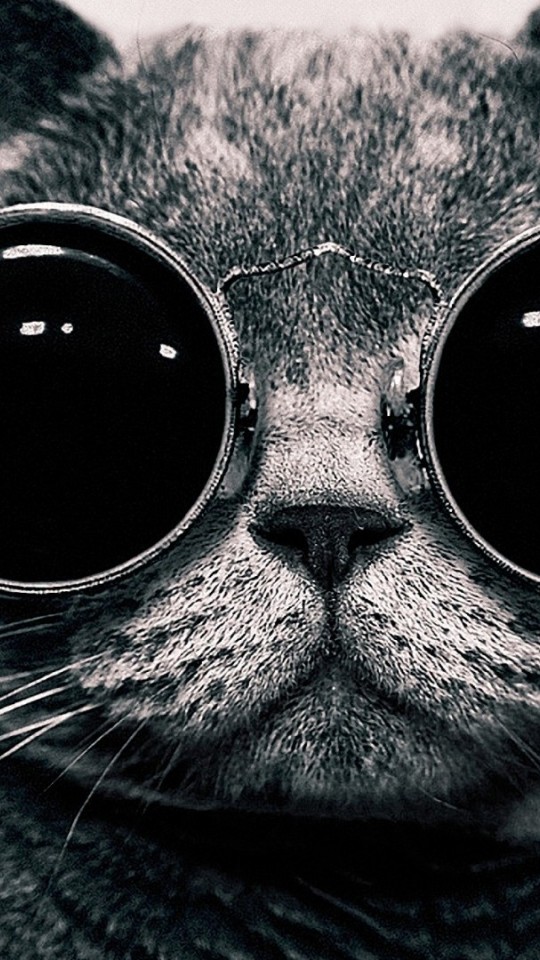 Cat With Glasses Wallpaper 134 540x960 - Wallpaper - HD Wallpaper