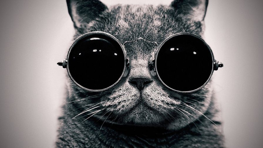 Cat With Glasses Wallpaper 134