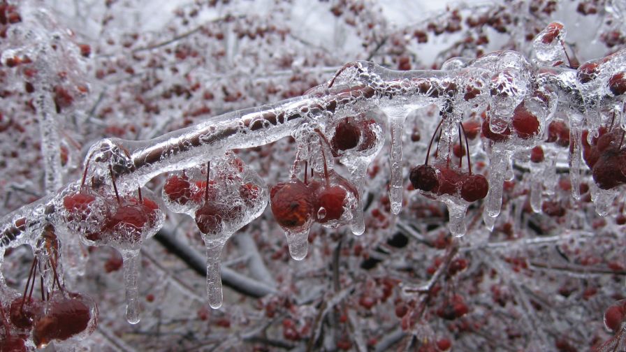 Cherry Ice Nature Wallpaper 316
