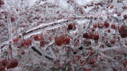 Cherry Ice Nature Wallpaper 316