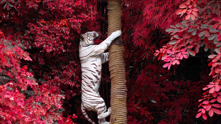 Climbing White Tiger Wallpaper 931