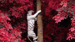 Climbing White Tiger Wallpaper 931