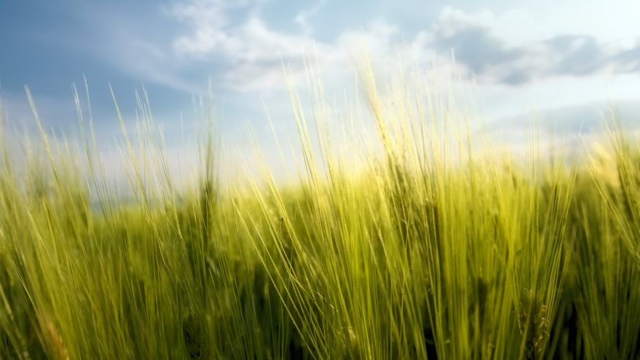 Clouds Sky Grass Wallpaper 055