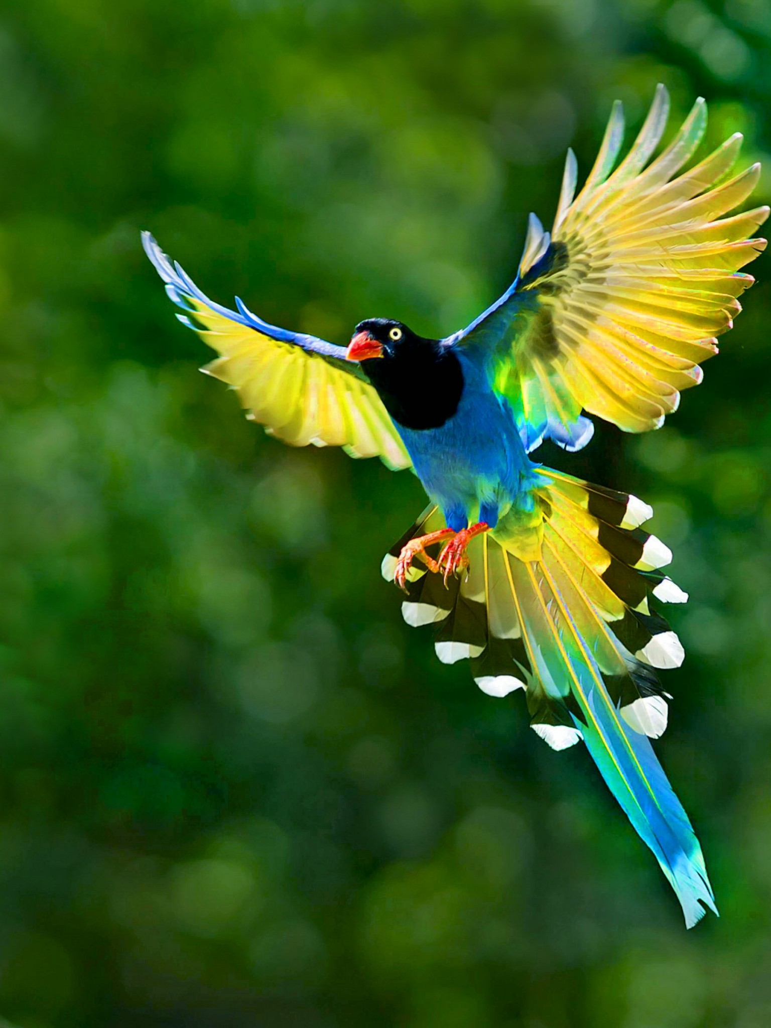 Colorful Bird Animal Wallpaper 898