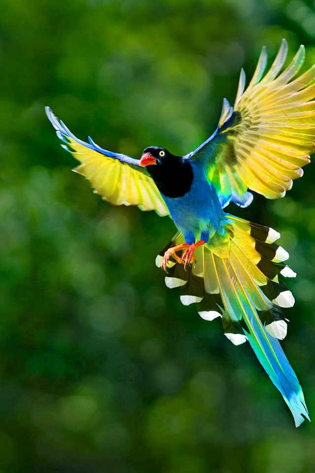 Colorful Bird Animal Wallpaper 898