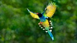 Colorful Bird Animal Wallpaper 898