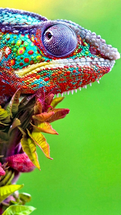 Colorful Chameleon Animal Wallpaper 179