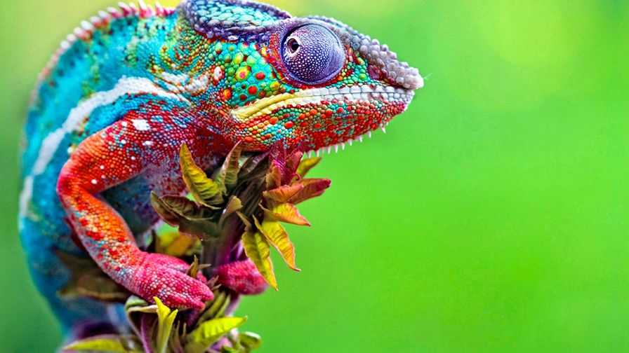 Colorful Chameleon Animal Wallpaper 179