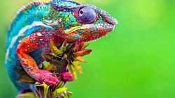 Colorful Chameleon Animal Wallpaper 179