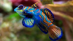 Colorful Fish Animal Wallpaper 452