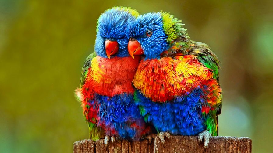 Colorful Lovebirds Animal Wallpaper 886