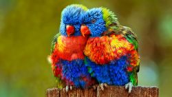 Colorful Lovebirds Animal Wallpaper 886