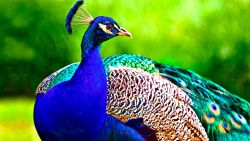 Colorful Peacock Animal Wallpaper 626