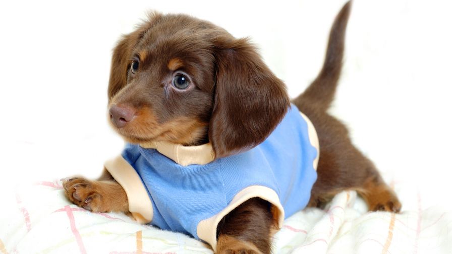 Cute Dachshund Animal Wallpaper 136