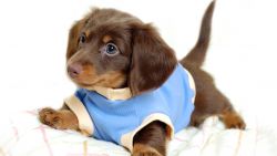 Cute Dachshund Animal Wallpaper 136