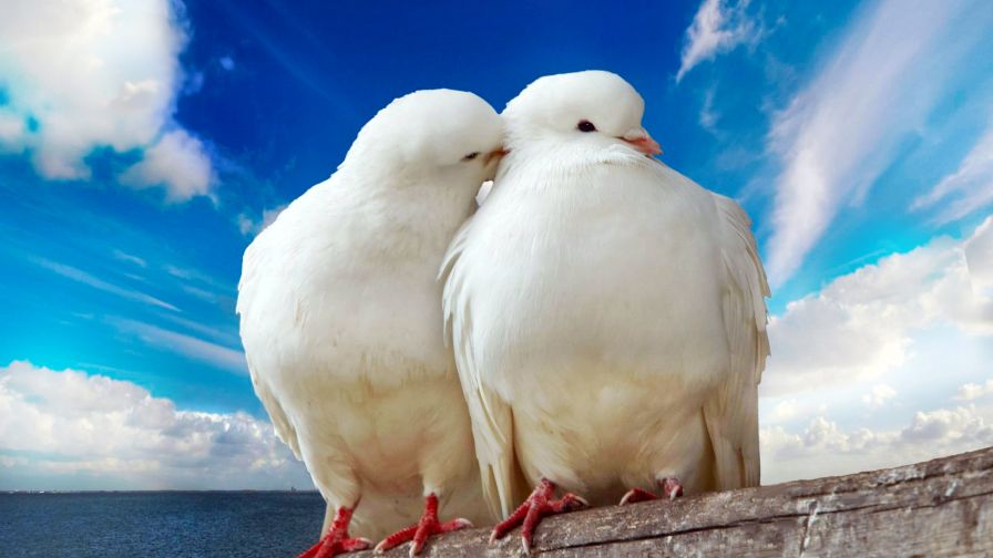 Cute Dove Animal Wallpaper 710