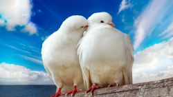 Cute Dove Animal Wallpaper 710