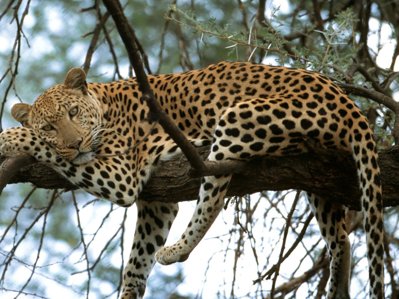 Cute Leopard Animal Wallpaper 729 1280x960 - Wallpaper - HD Wallpaper